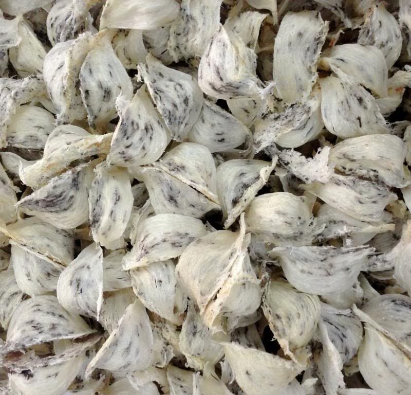 Tổ yến thô
